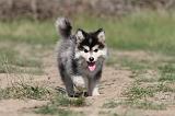 CHIEN FINNOIS DE LAPONIE 494